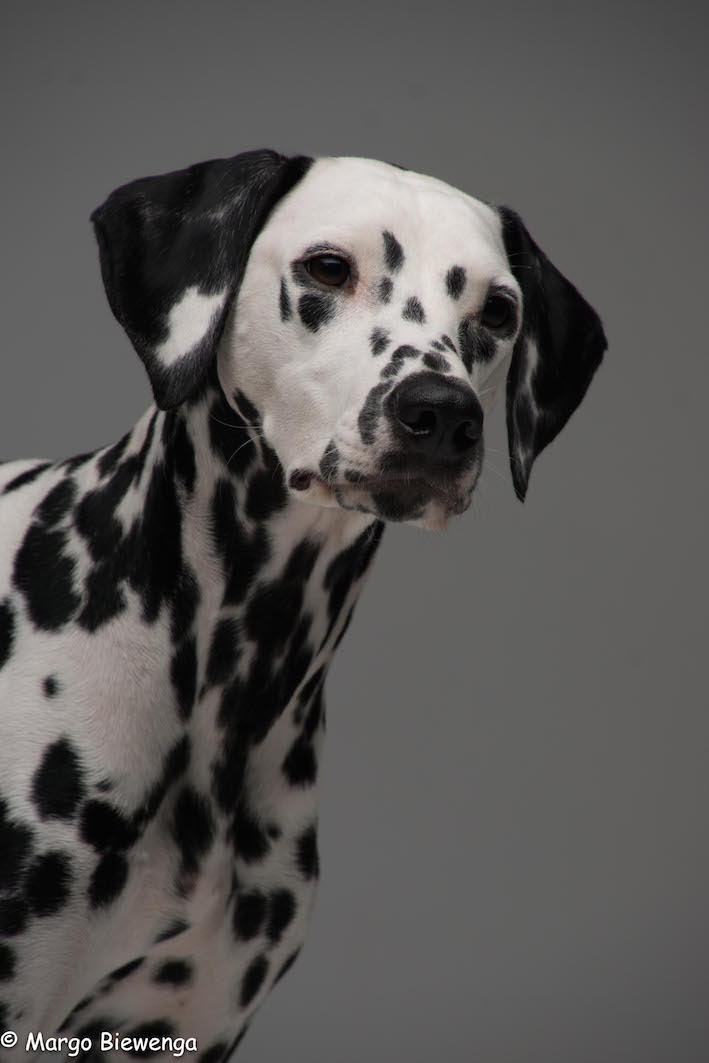 Dalmatier1