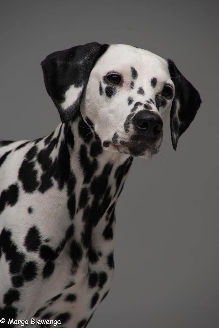 Dalmatier2